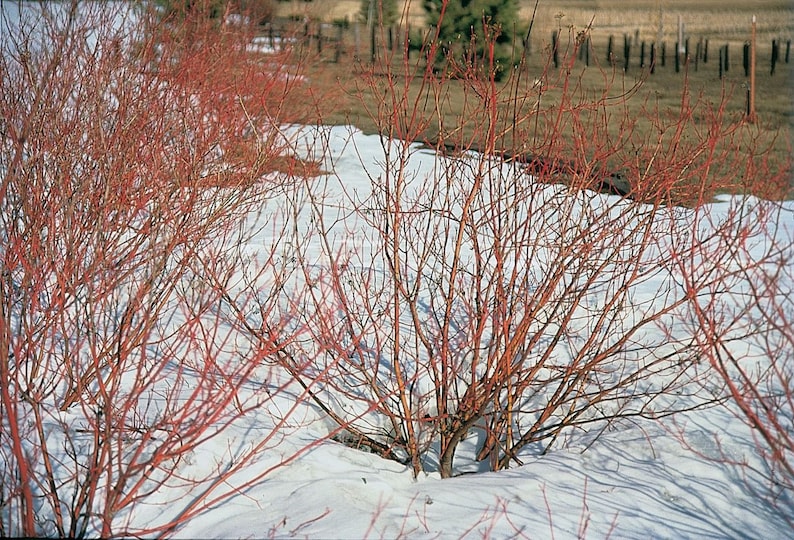 Red Twig Dogwood Plant 6-12" in 2.5" Container, Cornus sericea, Hardy Shrub for Zones 2-9, Drought Tolerant, Privacy Screen