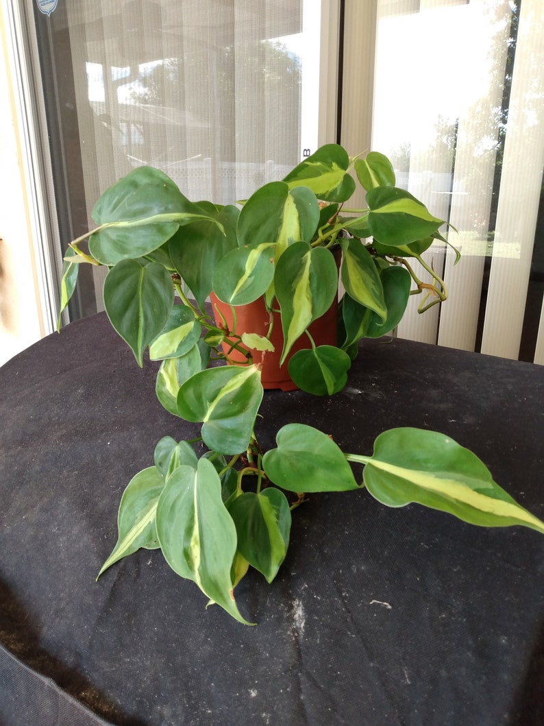 Philodendron Brasil Cutting Set - 1 Rooted Cutting + 1 Free Cutting - Low Maintenance Indoor Plant