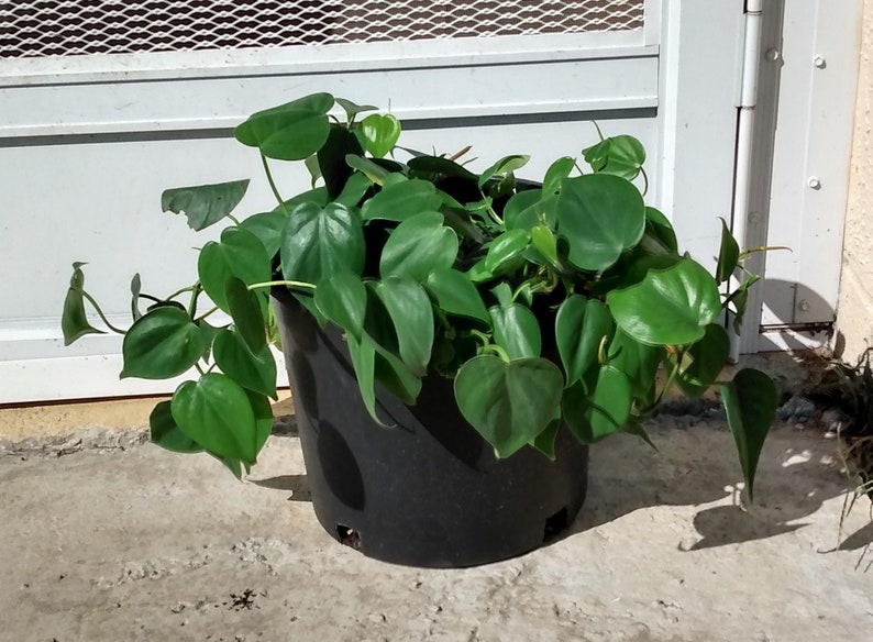 Philodendron Heartleaf Cutting - 1 Rooted + 1 Free Cutting - Easy Care Philodendron scandens