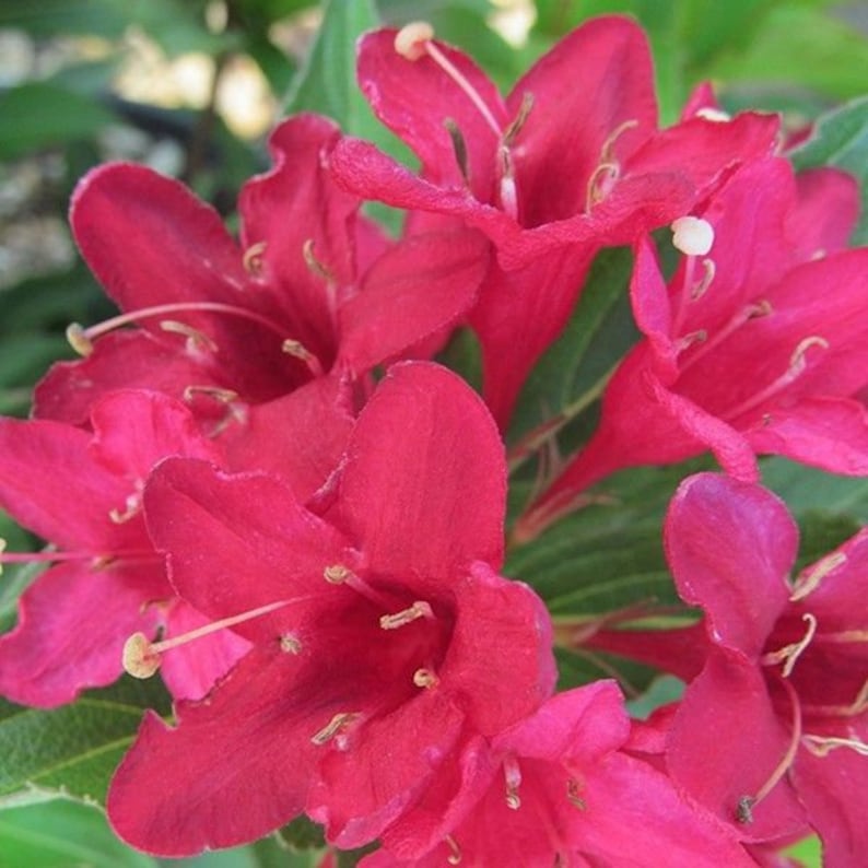 Red Weigela Plants 4" Container, Deciduous Shrubs with Red Flowers, Weigela florida, 2 Pack