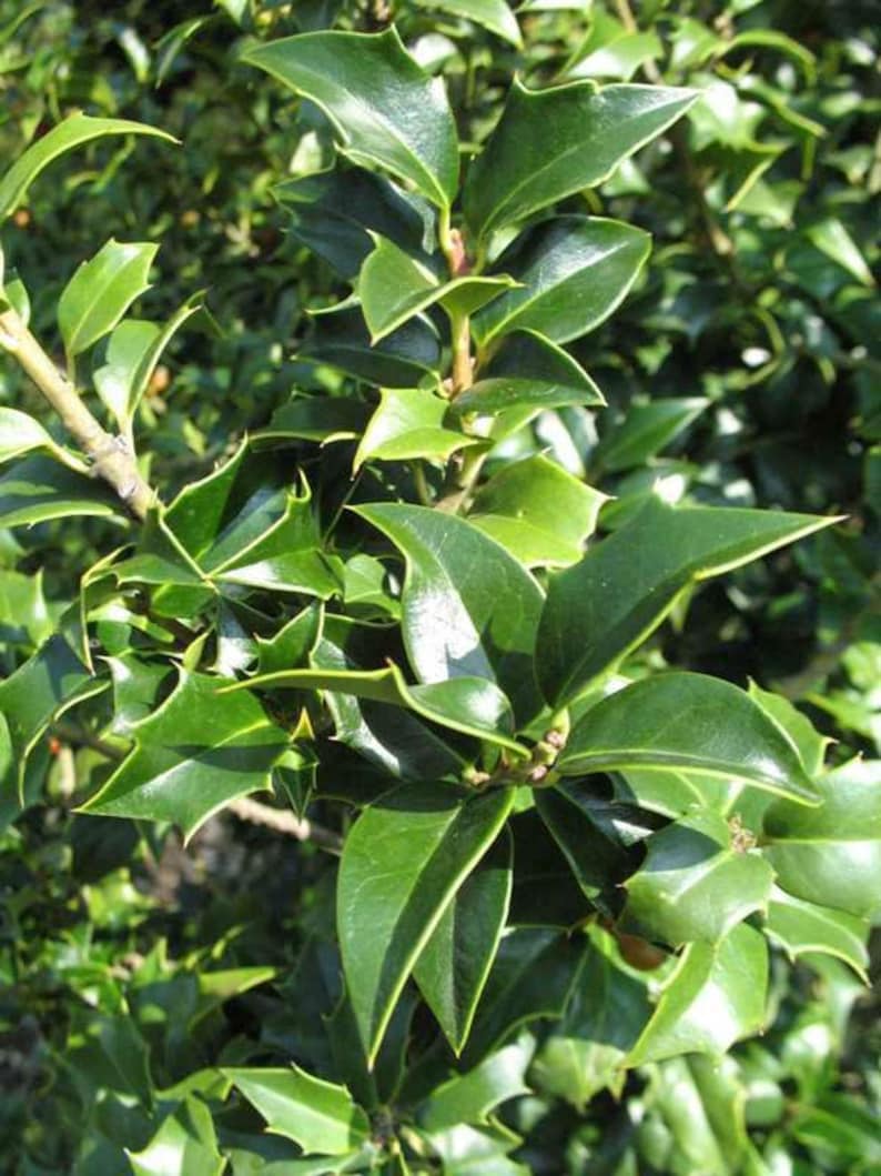 Dragon Lady Holly Plants - 3" Containers - Ilex x 'Meschick' - Evergreen with Scarlet Fruits - Zones 6-8