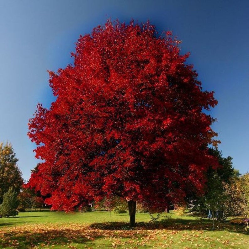Brandywine Maple Tree 2.5" Pot Acer rubrum Cold Hardy Red Maple with Crimson Fall Foliage for Gardens