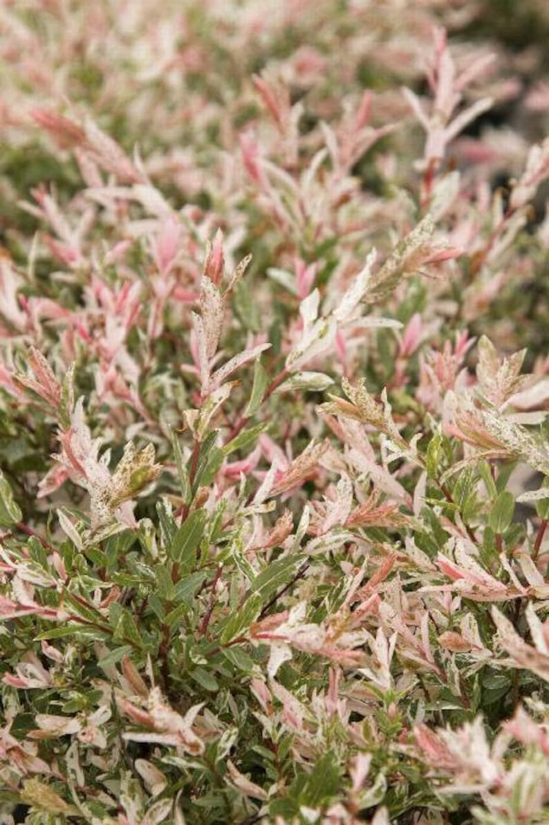 Dappled Willow Plant 2.5" Container - Salix Integra 'Hakuro Nishiki' - Zones 4-9