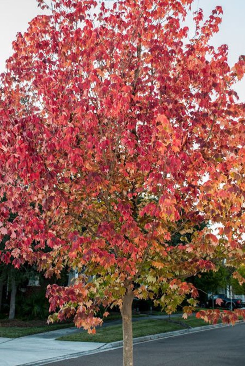Trident Maple Quart Pot Plant - Acer Buergerianum - Hardy Deciduous Tree with Three-Lobed Leaves for Zones 5-9