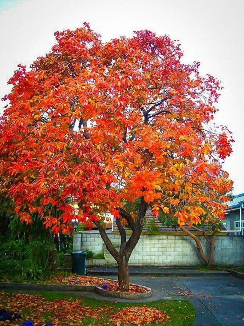 American Persimmon Tree 4" Container Diospyros virginiana Native Edible Fruit Tree for USDA Zones 4-9