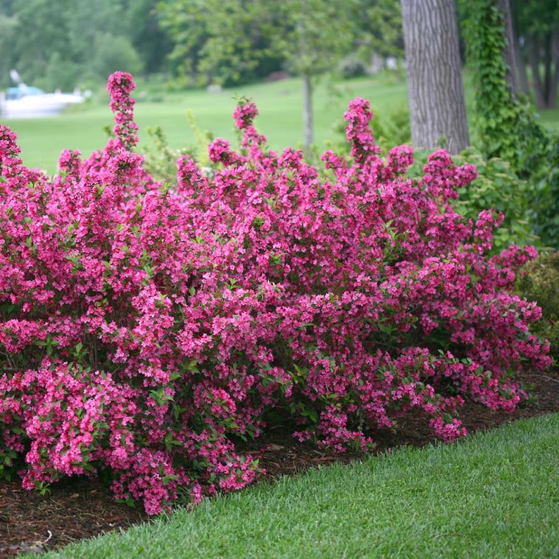 Pink Weigelia Plants 2 Pack - 4" Container - Weigela florida - Full Sun Zones 4-8