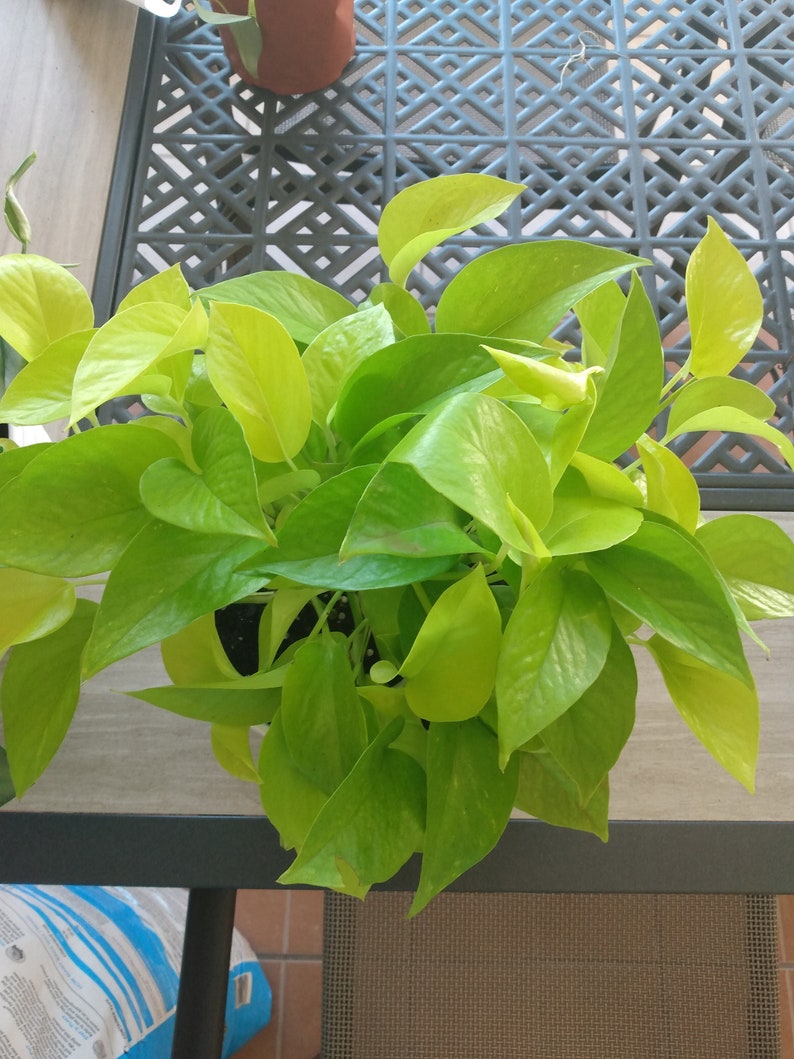 Neon Pothos Plant Cutting - 1 Rooted Cutting + 1 Free Cutting - Epipremnum aureum Indoor Plant