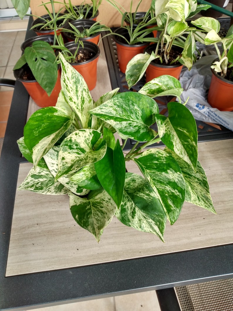 Marble Queen Pothos Cutting 1 Rooted + Free Epipremnum aureum Indoor Plant for Easy Care Decor
