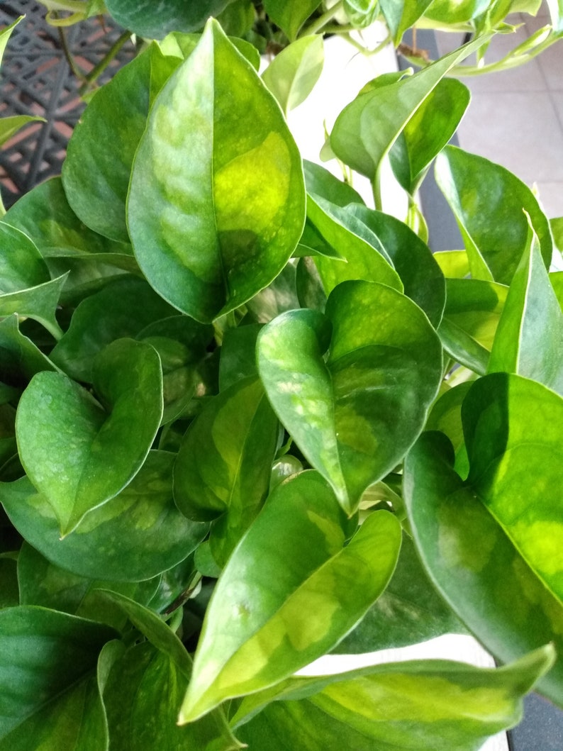 Global Green Pothos Cutting - Rooted Epipremnum aureum Indoor/Outdoor Plant