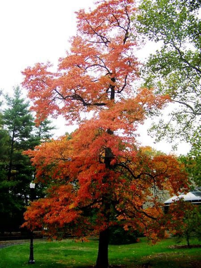 Native Sassafras Plant 1-2 ft | Sassafras albidum | Aromatic Deciduous Tree for USDA Zones 4-9