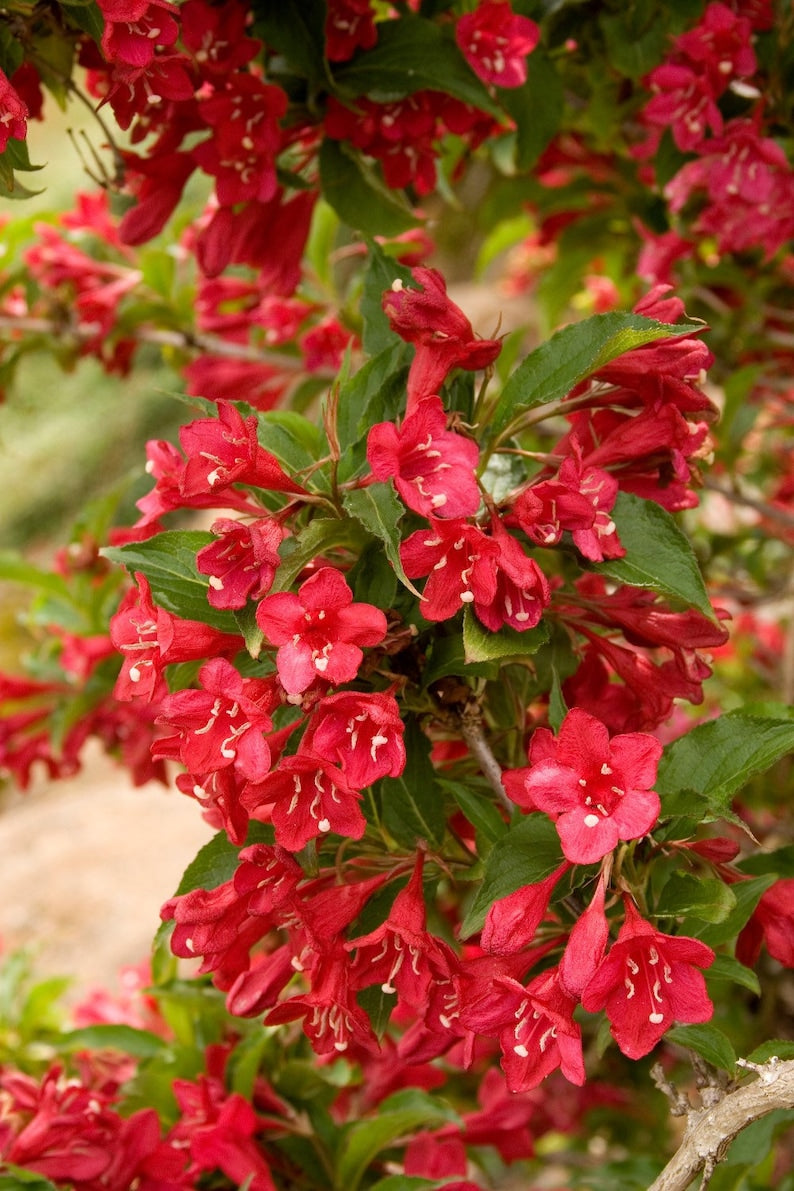 Red Weigela Quart Pot Plant - Pink & Red Flowers - Weigela florida - Deciduous Shrub for Garden Landscaping