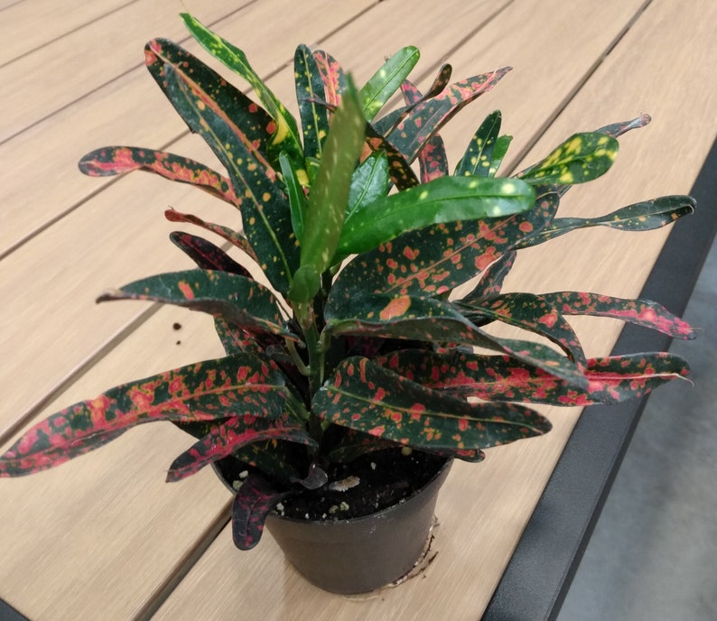 Bush Fire Croton Plant - Small Rooted Codiaeum Variegatum with Free Cutting
