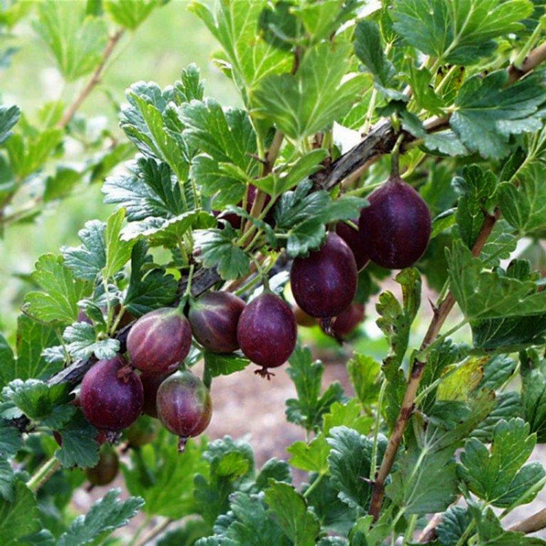 Gooseberry Live Plant in 4" Pot - Jeanne Variety Ribes uva-crispa Hardy Fruit Bush for Zones 4-6