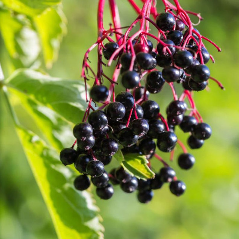 American Black Elderberry Live Plant in 1 Quart Pot, Sambucus canadensis, Edible Berry Bush for Zones 3-9