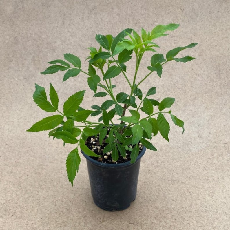American Black Elderberry Live Plant in 1 Quart Pot - Sambucus canadensis 'Ranch' - Full Sun to Part Shade, Zones 3-9