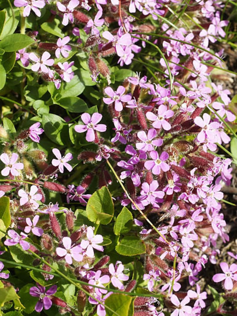Rock Soapwort Plant Plug 72 Count Deep Pink Groundcover Saponaria ocymoides for Full Sun