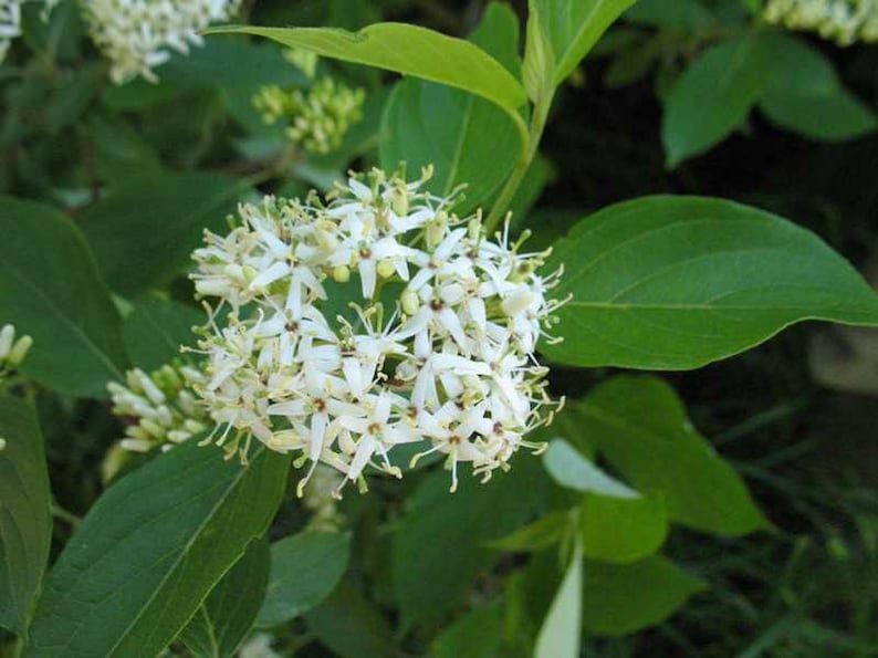 Silky Dogwood Plant 4-Inch Container Cornus Amomum Native Shrub with White Flowers & Burgundy Fall Color