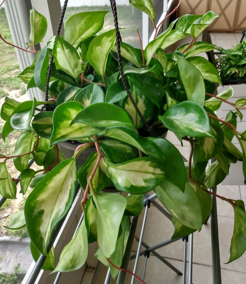 Hoya Tricolor Cutting - 1 Rooted + 1 Free Cutting - Easy Care Houseplant