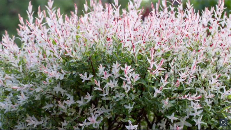 Nishiki Willow Plant 2.5-Inch Pot Variegated Pink & Green Salix integra 'Nishiki' Fast-Growing Shrub