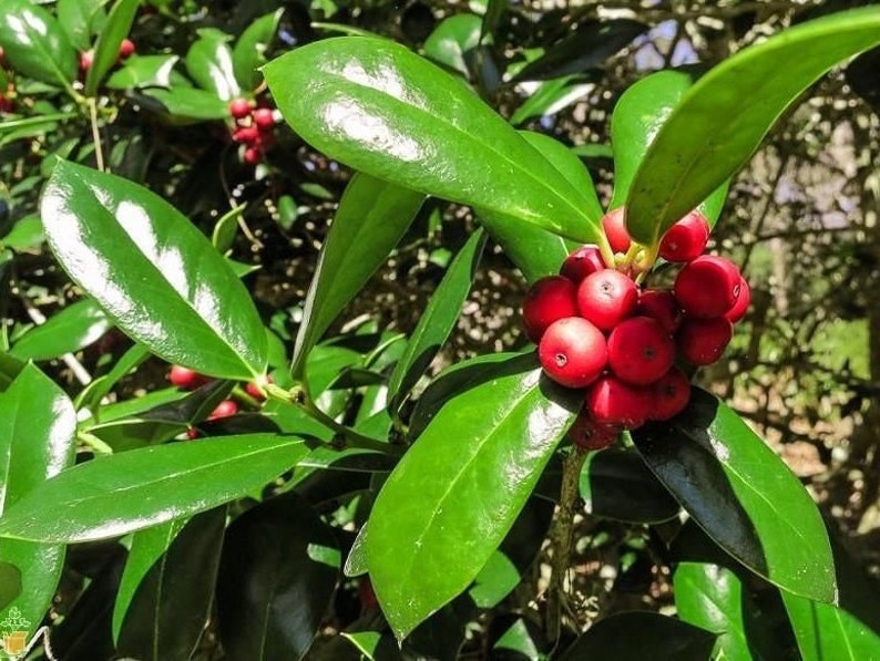 Burfordi Holly Quart Pot Plant | Ilex cornuta | Evergreen Shrub for USDA Zones 6-9