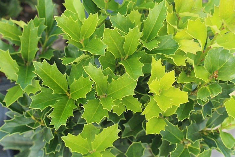 Oakland Holly Plant Quart Pot - Dense Dark Foliage, Pyramidal Habit, Ilex x attenuata, USDA Zones 6-9