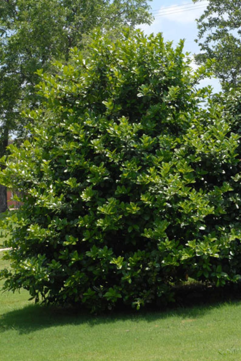Needlepoint Holly Plants 6-Inch in Containers, Evergreen Ilex Cornuta 'Needlepoint' for Hedge, Zones 7-9