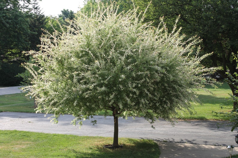 Nishiki Willow Quart Pot - Variegated Salix integra 'Nishiki' - Fast-Growing Wet Soil Tree for Gardens