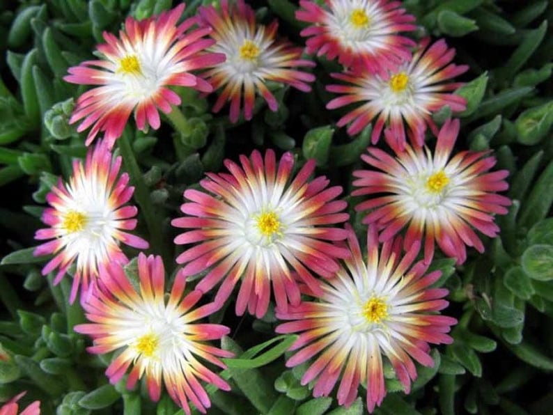 Delosperma Jewel of Desert Ruby Groundcover 3-1/2" Pot Set of 3, Evergreen with Ruby Red Flowers, Hardy in Zones 5-10