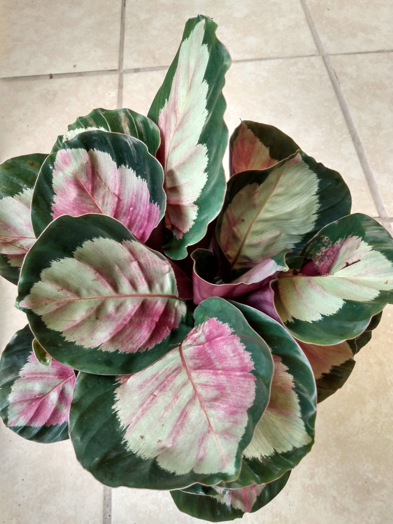 Calathea Dottie Plant - Small Rooted Calathea Roseopicta with Free Cutting