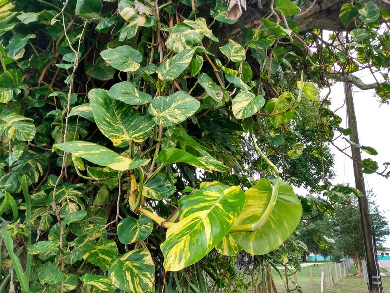Giant Hawaiian Pothos Cutting - Rooted 1 Node + Free Bonus Cutting - Epipremnum aureum