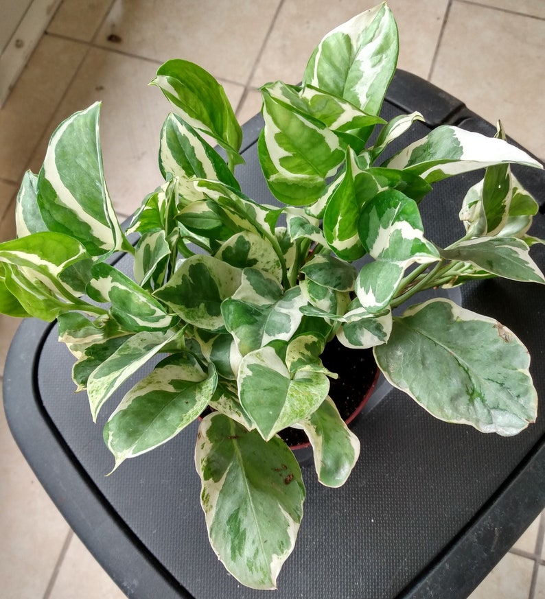 N'JOY Pothos Cutting - Easy Care Indoor Plant Epipremnum aureum