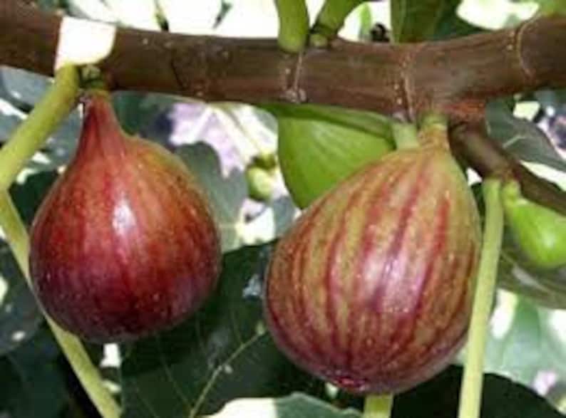 Celeste Fig Tree - 6" Potted Plant - Ficus carica - Zones 7-11 - Fast Growing