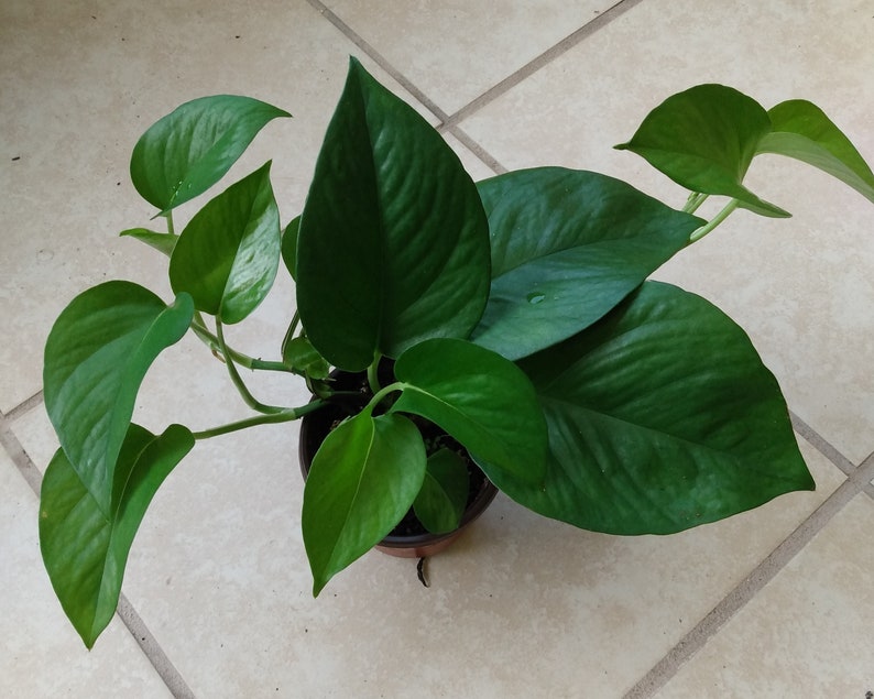 Pothos Cutting Set - Rooted Green Queen + Free Cutting - Epipremnum aureum Indoor Plant