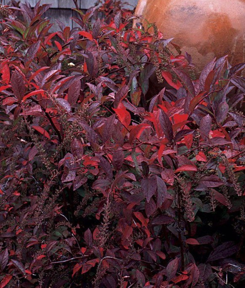 Henry's Garnet Itea Virginia Sweetspire Shrub 4" Pot | Deciduous Plant with Red Fall Foliage | Itea virginica