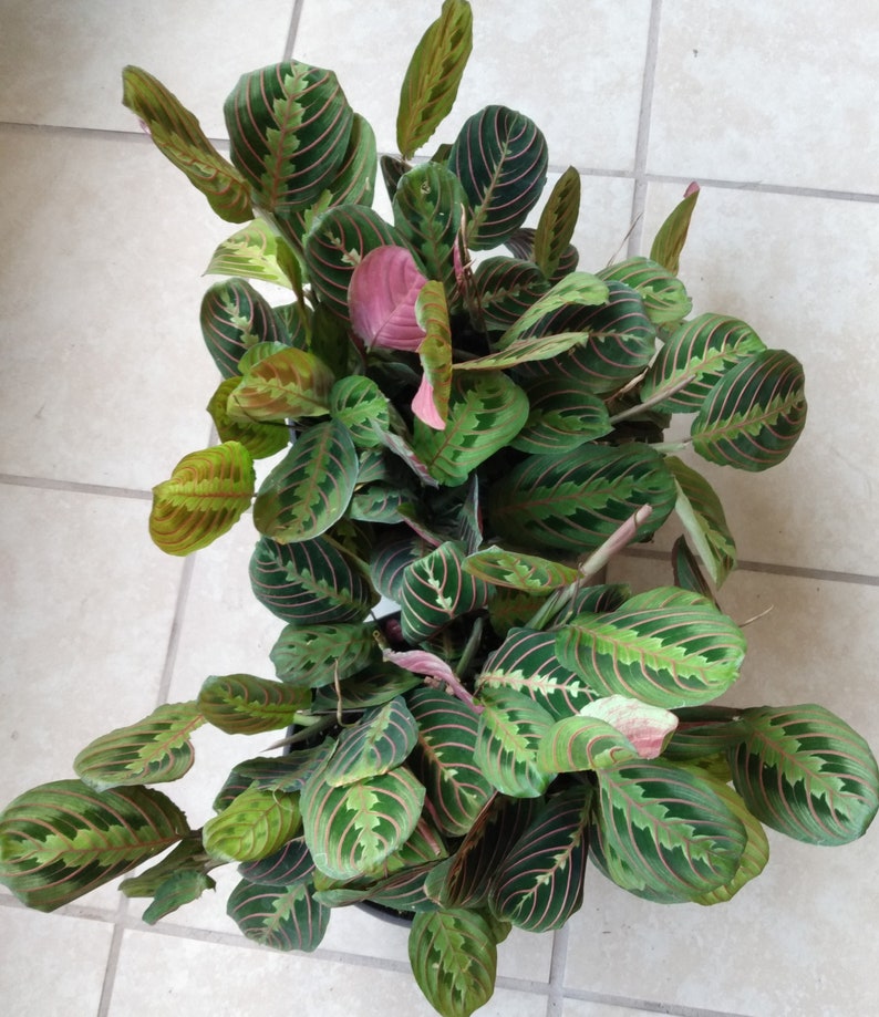 Maranta Leuconeura Red Prayer Plant - Small Rooted Indoor Plant with Free Cutting