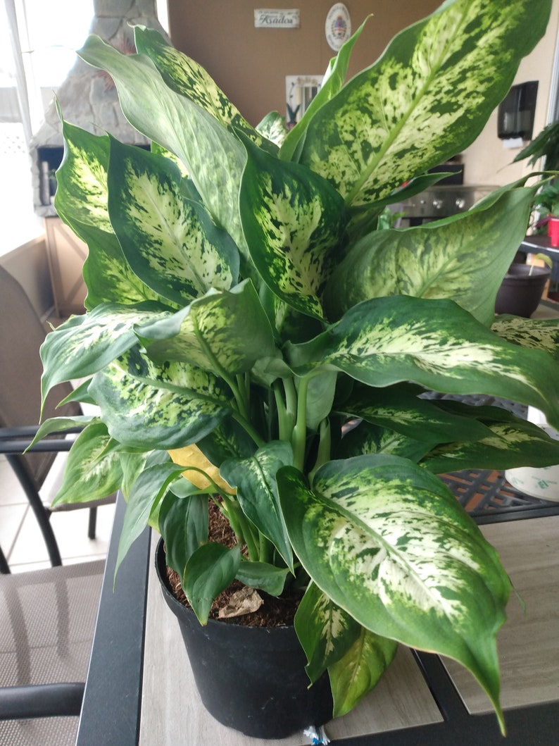Dieffenbachia Dumb Cane Exotica - Small Rooted Plant with Free Cutting - Easy Care Houseplant for Warm Zones