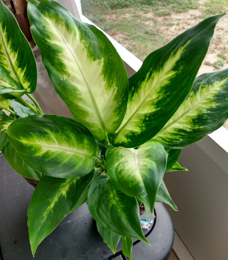 Dieffenbachia Camille Plant - Small Rooted Plant with Free Cutting - Low Maintenance Indoor Plant