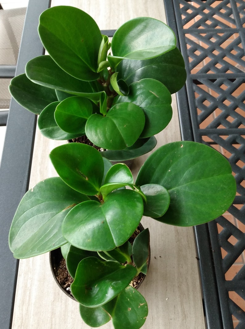 Peperomia Green Plant - Rooted Small Indoor Houseplant with Free Cutting - Easy Care Peperomia obtusifolia