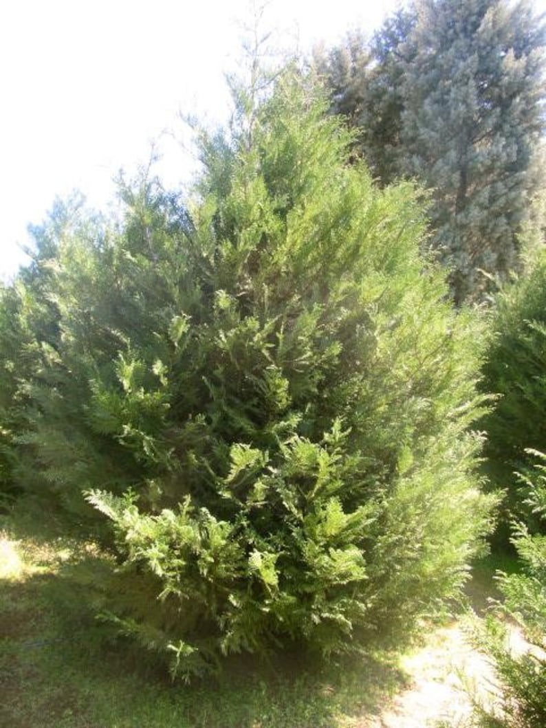 Murray Leyland Cypress Shrub 3" Container Fast Growing Evergreen Hedge Cupressus × leylandii