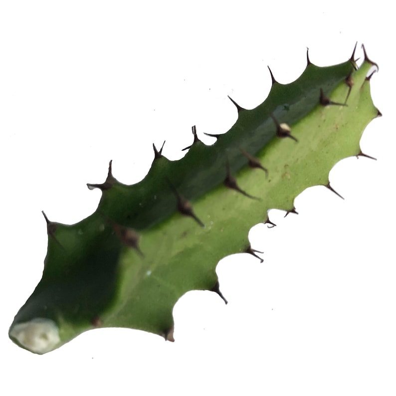 Organic Cathedral Cactus Cutting - Euphorbia trigona - 1-2 Inch Devil's Backbone Plant Cutting