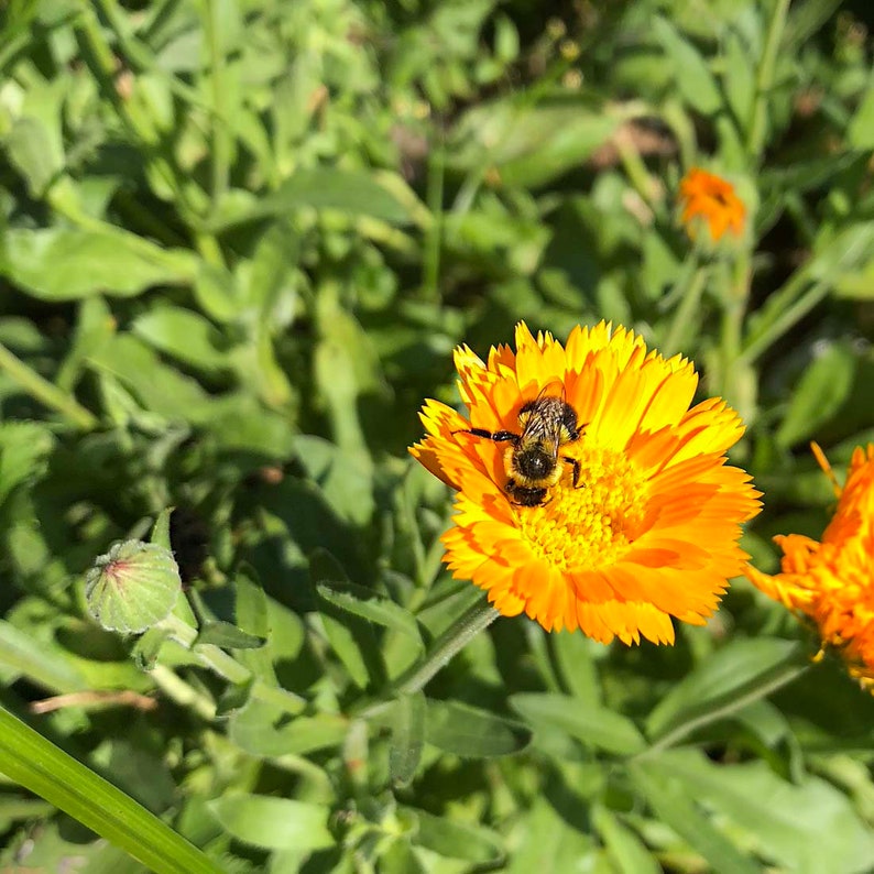 Organic Calendula Plant 2.5-inch Pot - Calendula officinalis - Edible Flower for Herbal Remedies