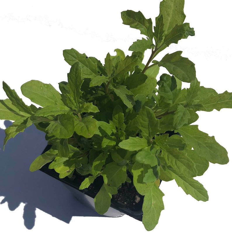 Organic Epazote Plant 2.5-inch Pot - Dysphania ambrosioides Mexican Tea Herb by Smoke Camp Crafts