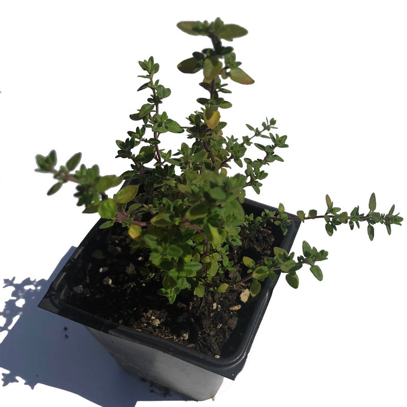 Organic Lemon Thyme Plant 2.5-Inch Pot | Thymus vulgaris x citriodorus | Naturally Grown