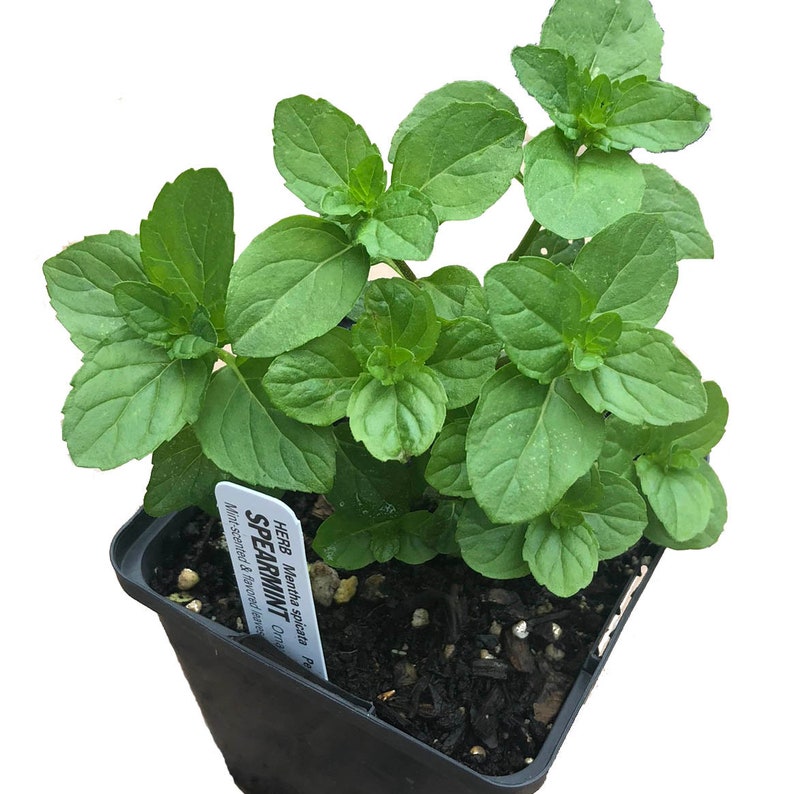 Organic Spearmint Plant 2.5-Inch Pot | Mentha spicata Culinary Herb | West Virginia Grown
