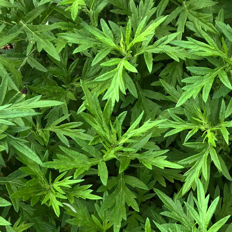 Organic Mugwort Plant - Artemisia vulgaris in 2.5-Inch Pot | Hardy Perennial Herb