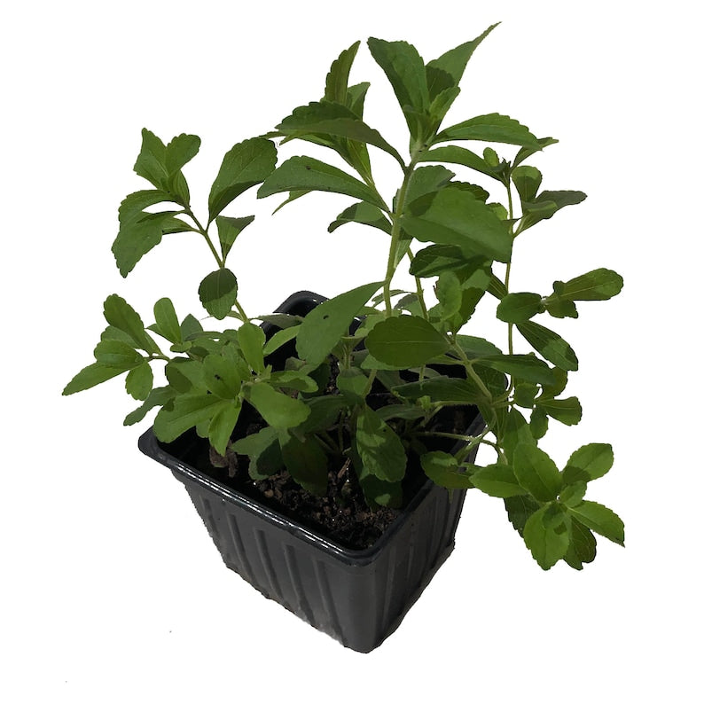 Organic Stevia Plant in 2.5-inch Pot | Naturally Grown Stevia rebaudiana