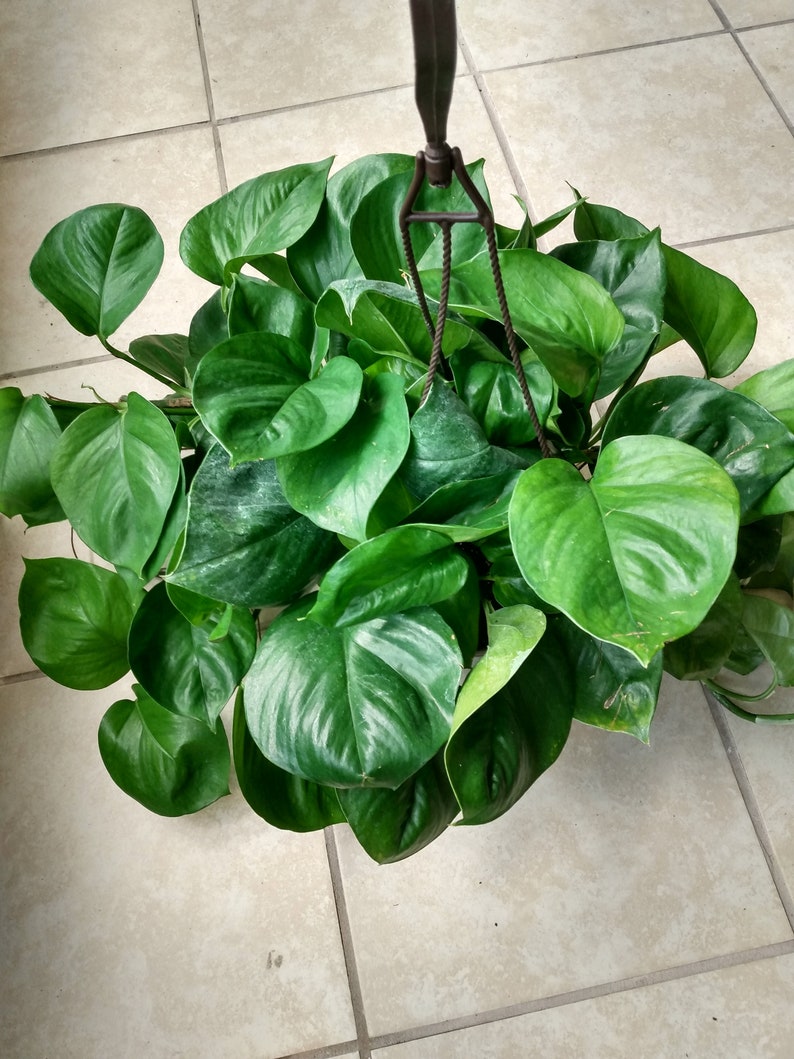 Jessenia Pothos Cutting Set - Epipremnum aureum - Rooted & Free Cuttings