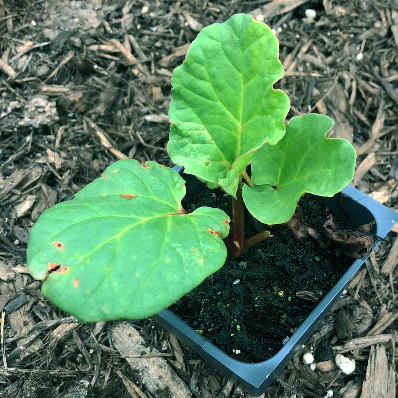 Organic Victoria Rhubarb Plant in 2.5-Inch Pot - Rheum rhabarbarum - First-Year Seedling