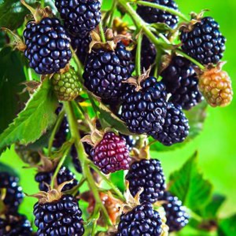 Arapaho Thornless Blackberry Plant - 24-36 Inch - Disease Resistant Early Season Rubus fruticosus