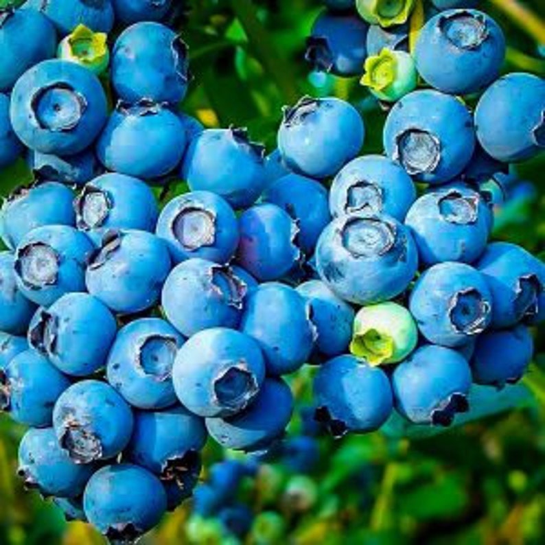 Powder Blue Blueberry Plant - 24-36 Inches - Sweet Tart Berries - Vaccinium corymbosum - Zones 6-9